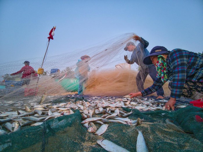 Gỡ lưới cá buổi sớm ở Quy Nhơn - Ảnh: Nguyễn Phước Hoài
